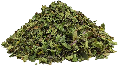 بادرنجبویه